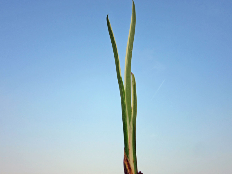 weißgestreifter Kalmus - Acorus calamus Variegatus